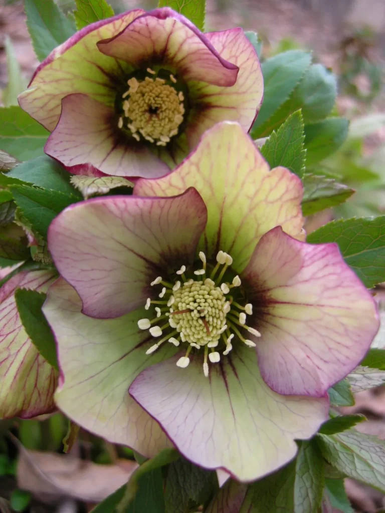 Hellebore Flowers