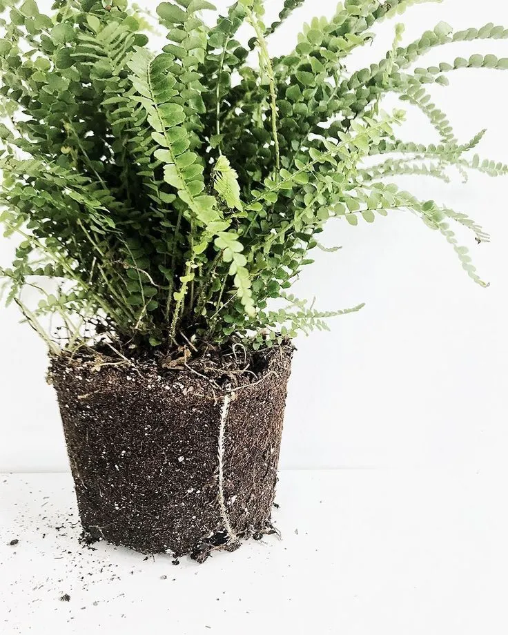 How to Repot a Lemon Button Fern