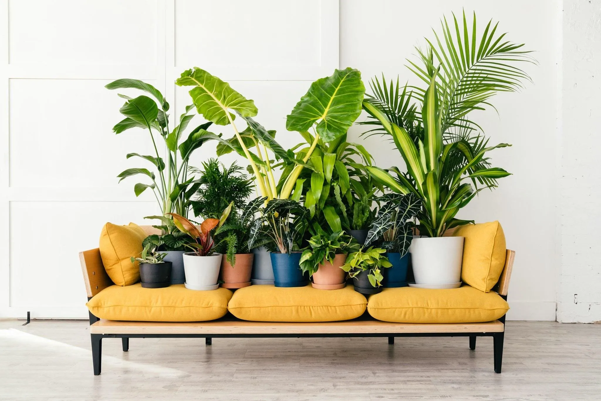 Low-Maintenance House Plants