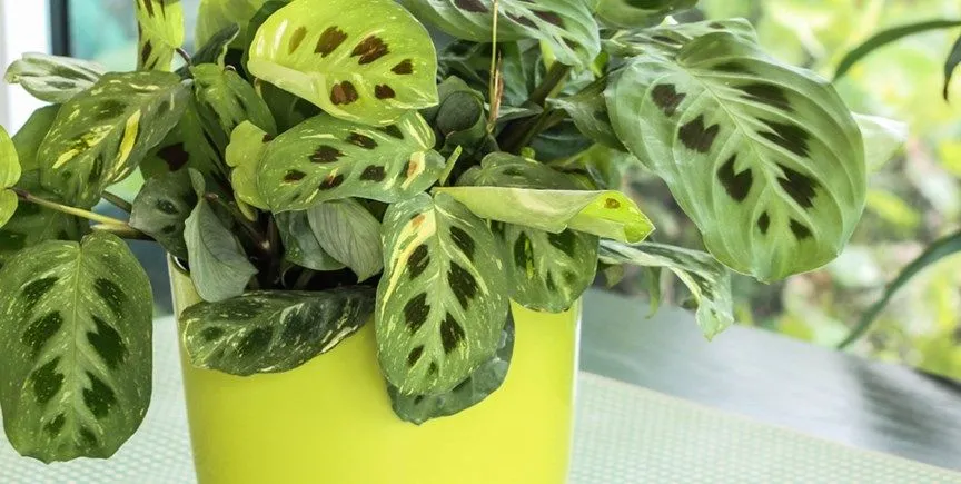 Why Maranta 'Beauty Kim' is the Must-Have Variegated Prayer Plant for 2024 1 Maranta 'Beauty Kim' foodanc