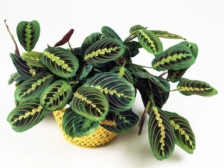 Maranta spp. Prayer Plant