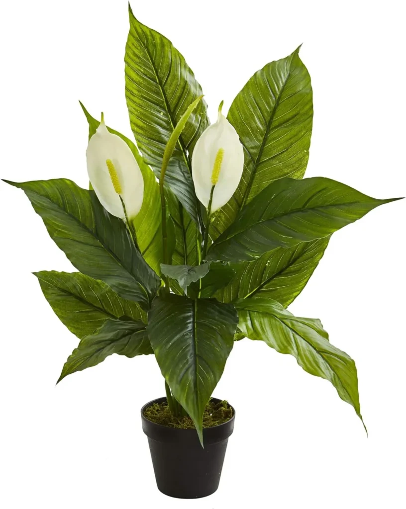 Peace Lily