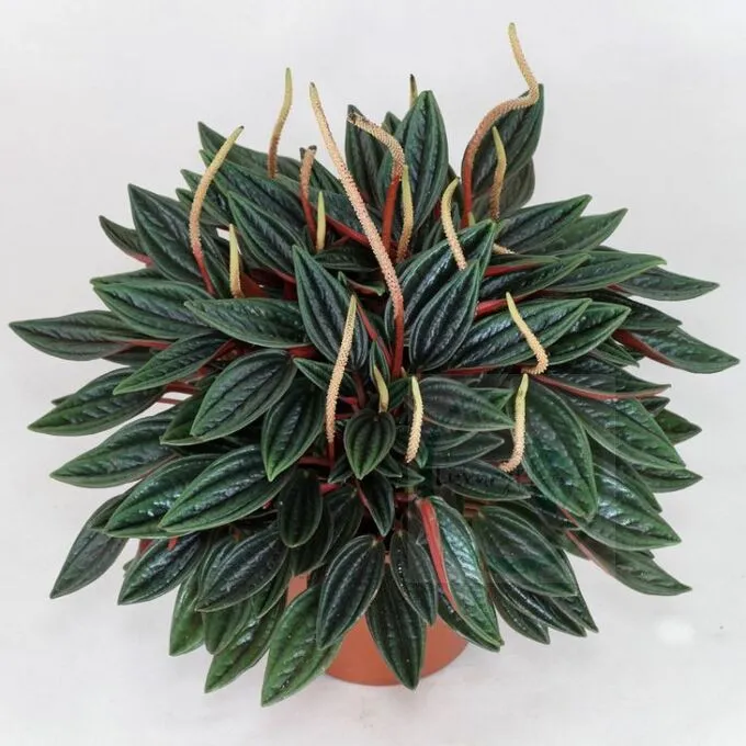 Peperomia 1