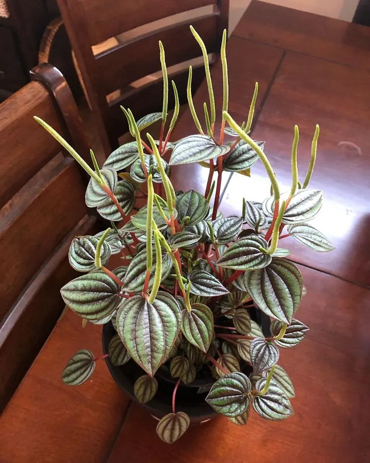 Peperomia