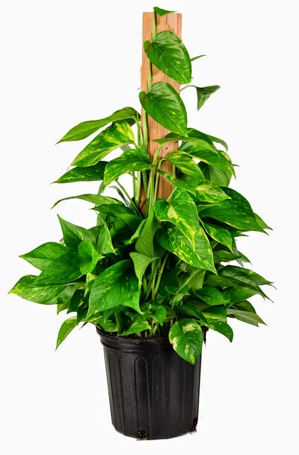 Pothos