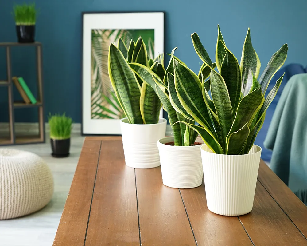 Snake Plant