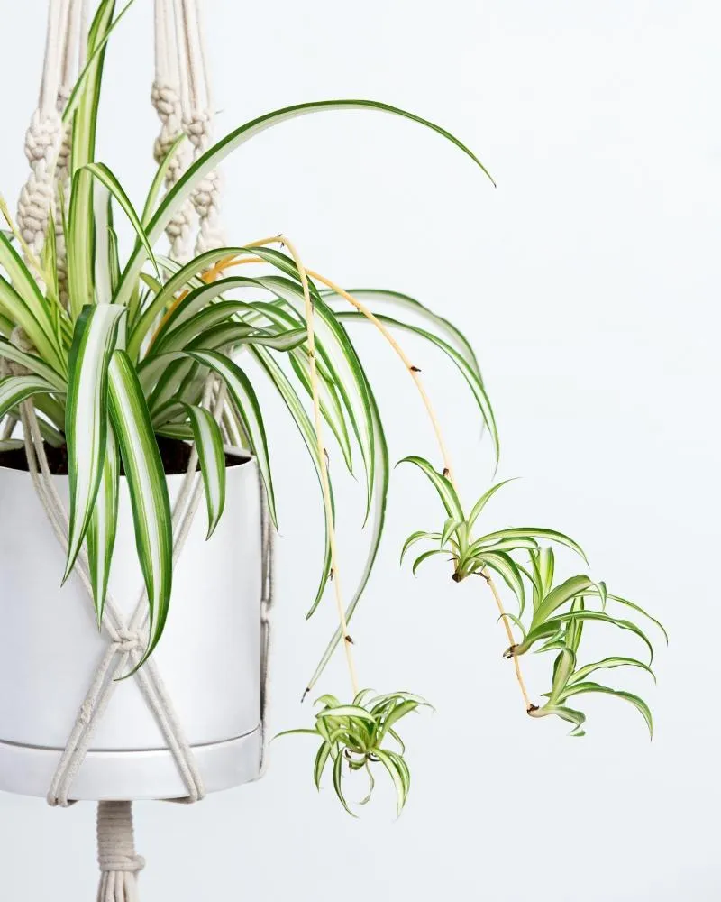 Spider Plant