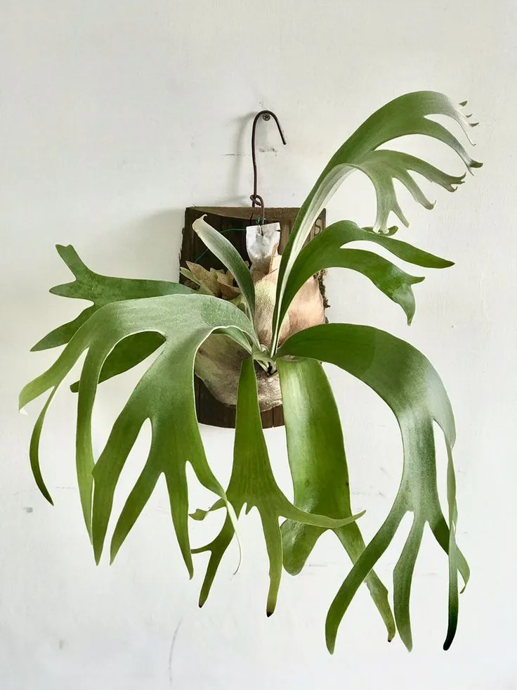 Staghorn Fern