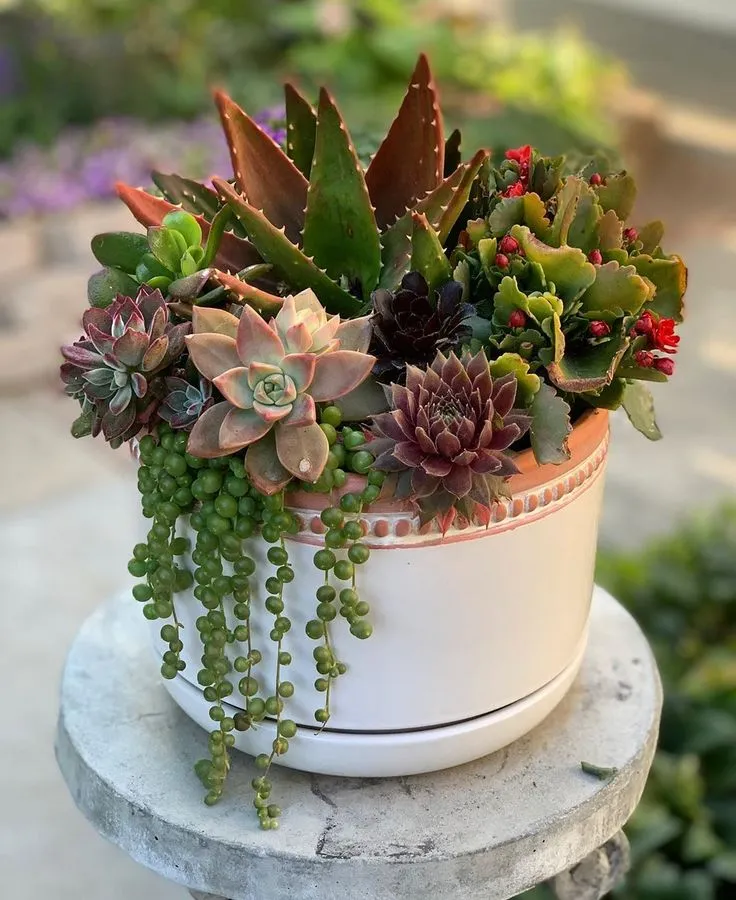 Succulents