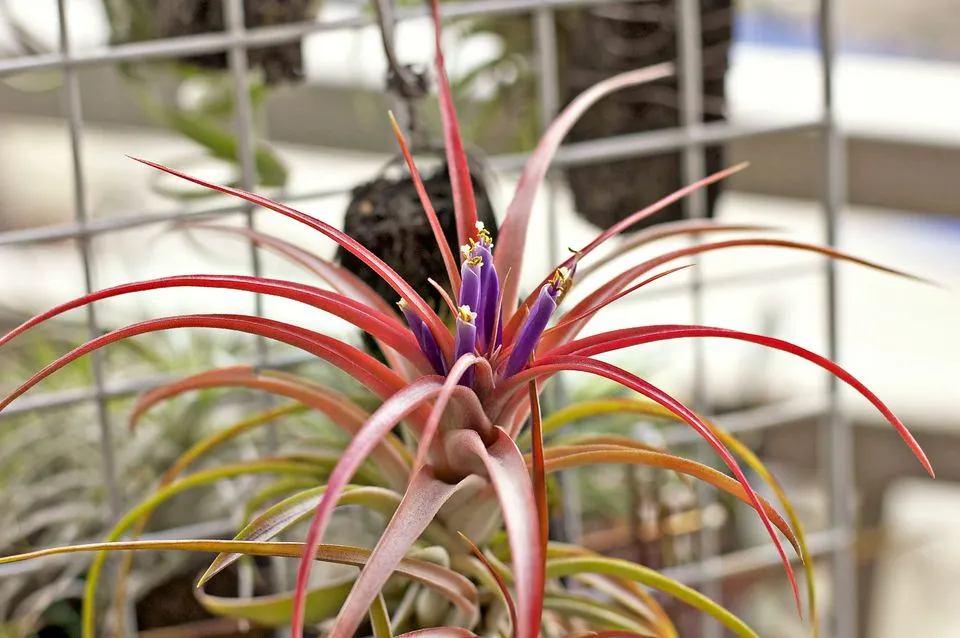 Tillandsia spp. Air Plants