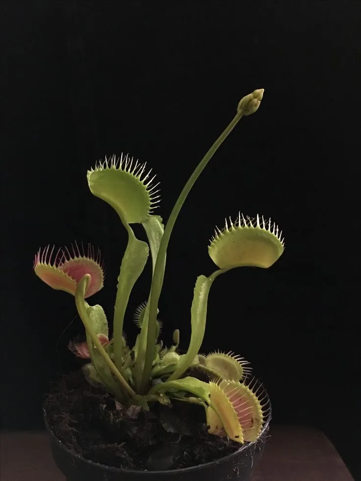 Venus Flytrap