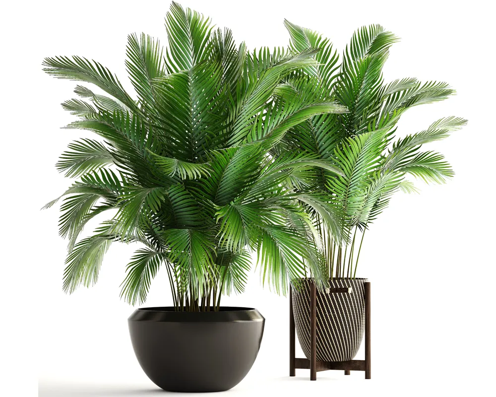 Areca Palm