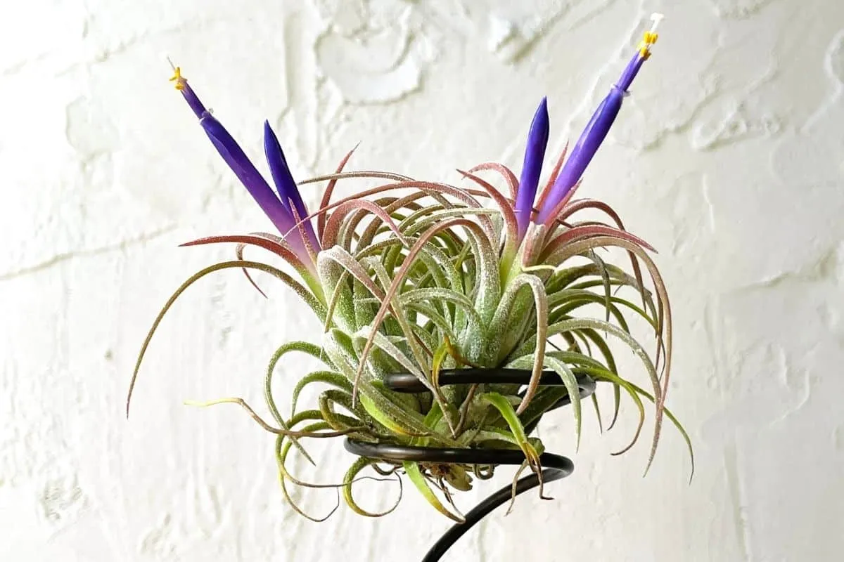 blooming tillandsia air plant