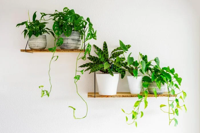 Beginners Guide to Houseplant Care
