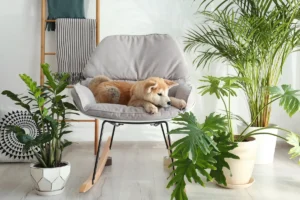 indoor plants safe for pets