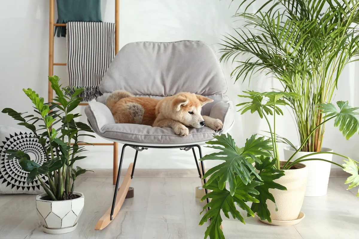 indoor plants safe for pets