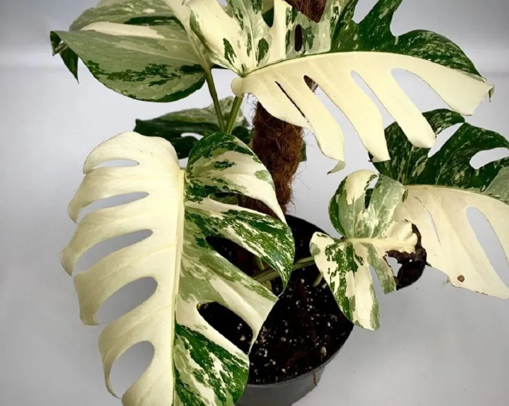 Monstera Thai Constellation home decor