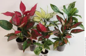 Aglaonema Pictum Tricolor Peacock