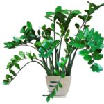 zz plant care