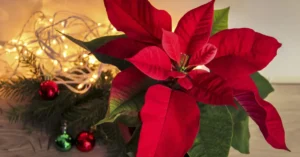 7 Best Low-Maintenance Christmas Plants