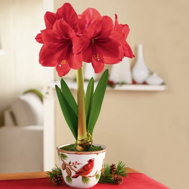 Amaryllis