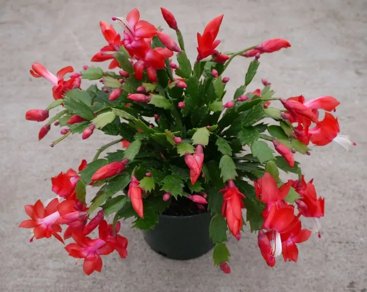 Christmas Cactus