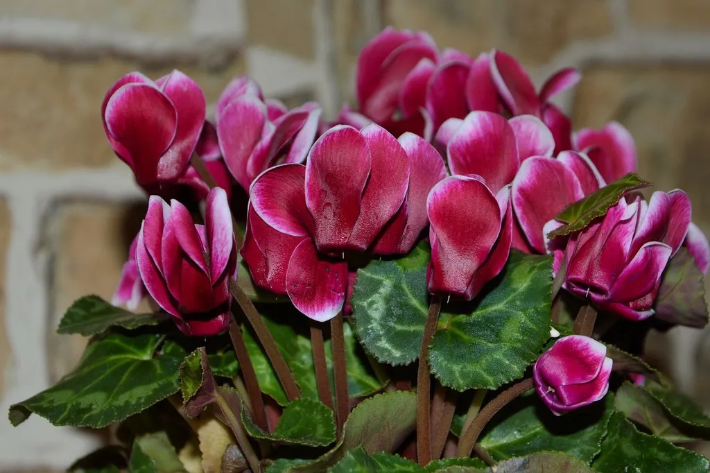 Cyclamen