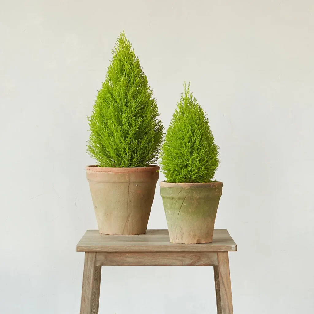 Lemon Cypress