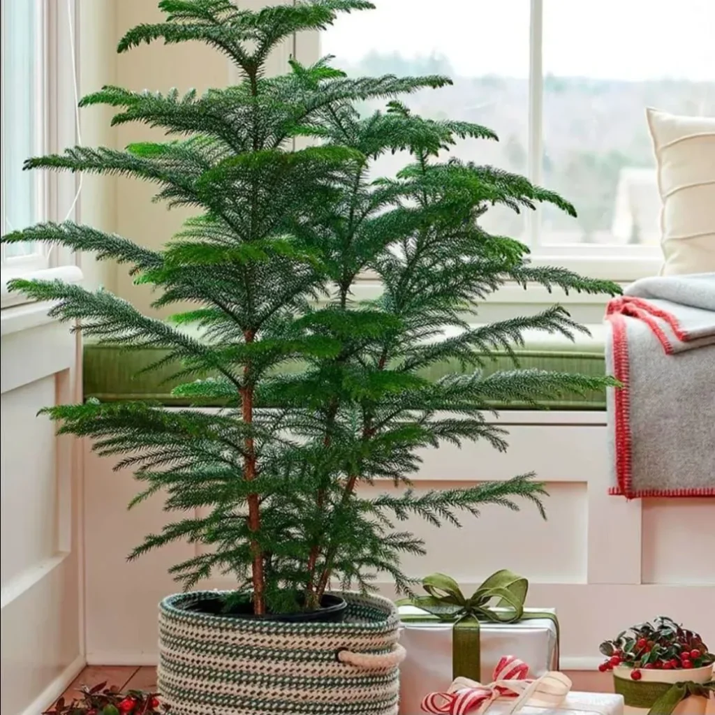 Norfolk Island Pine