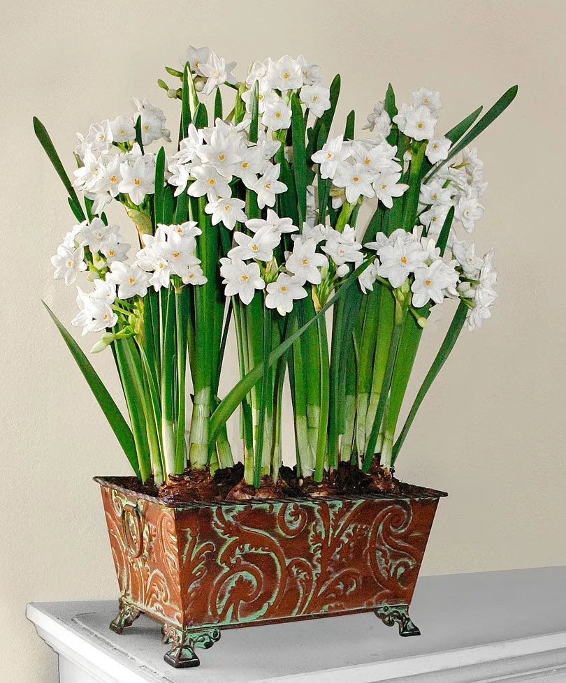 Paperwhites