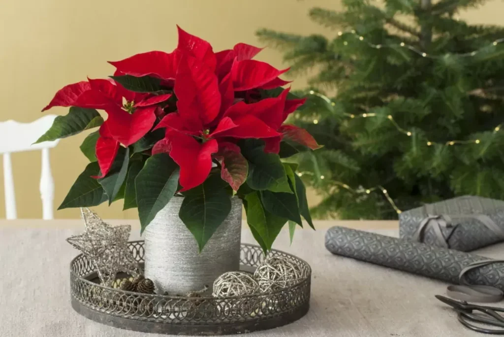 Poinsettia Low-Maintenance Christmas Plants