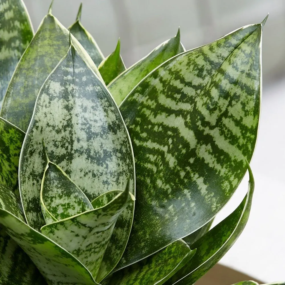 Easy-Care House Plant