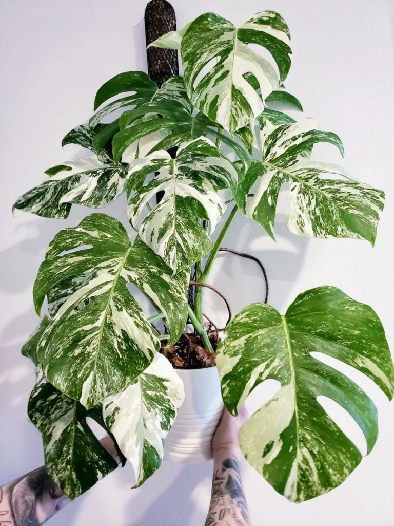 Albo Variegata