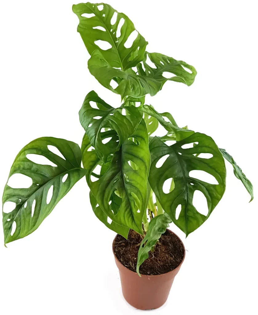 Monstera Adansonii 10