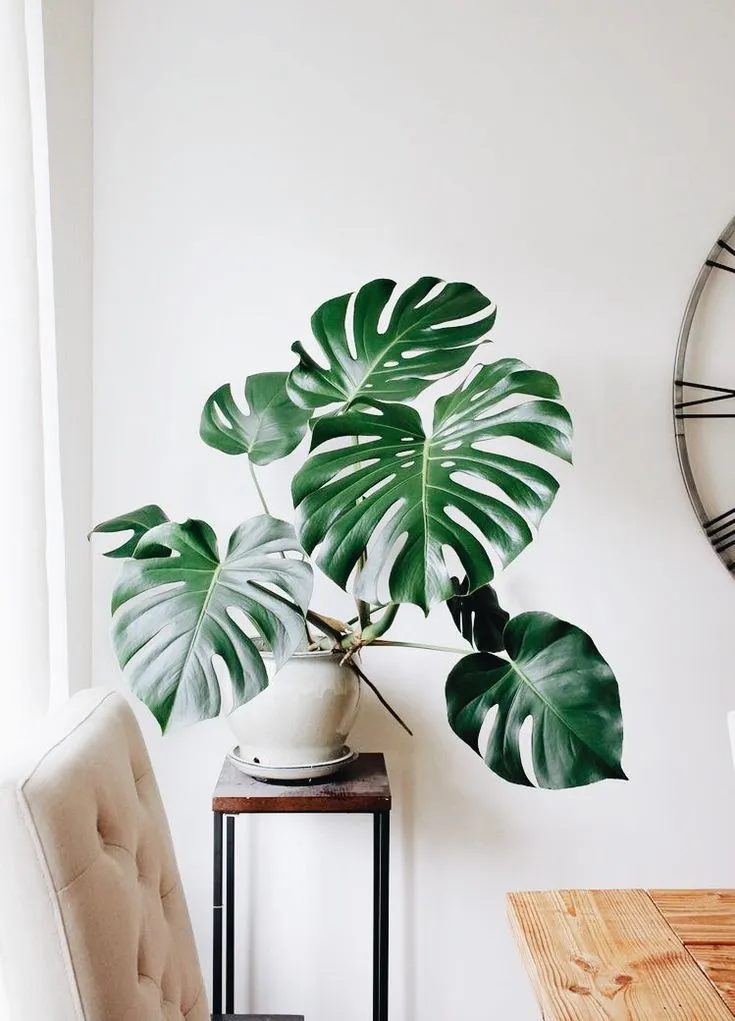 Monstera Deliciosa 1