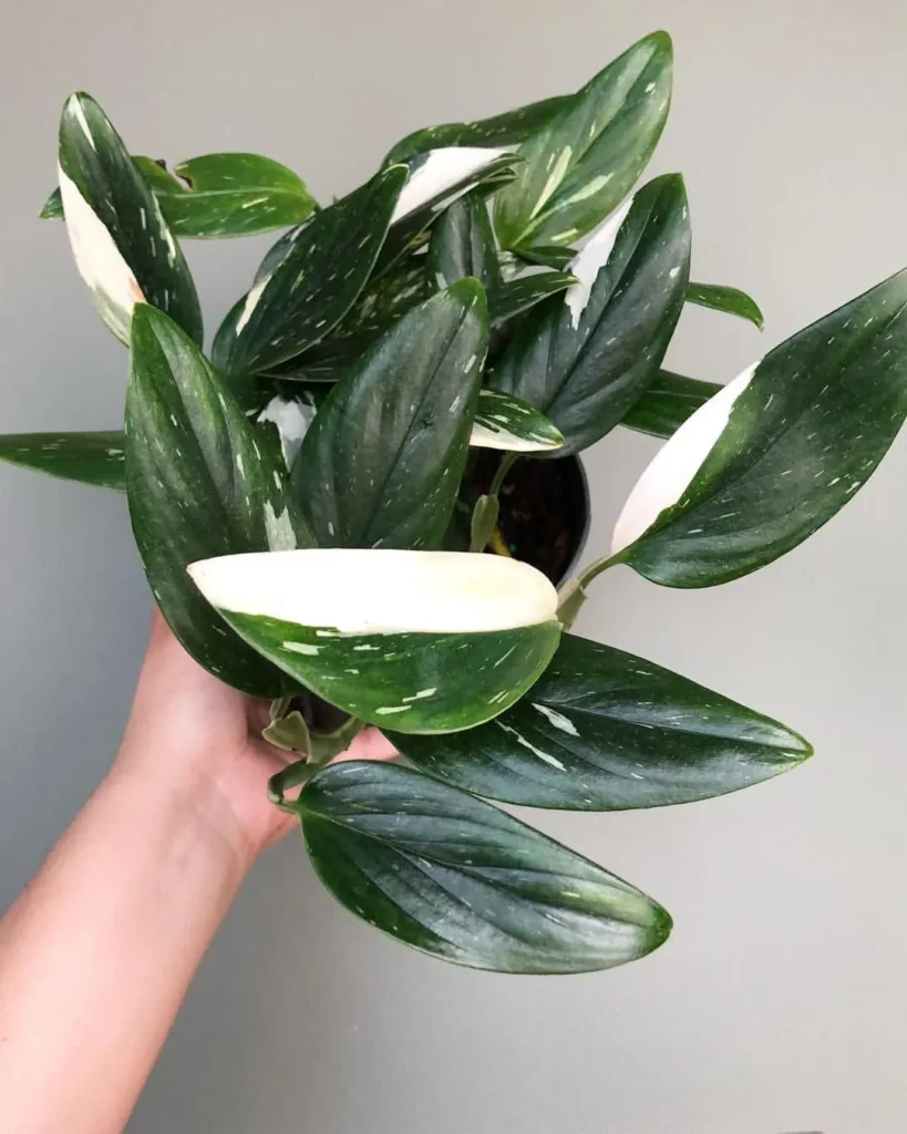 Monstera Standleyana