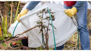 winter gardening