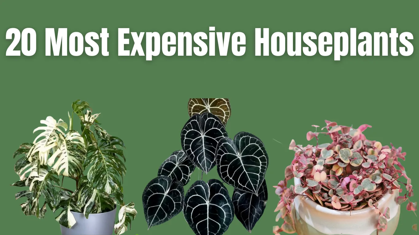 20 Most Expensive Houseplants png
