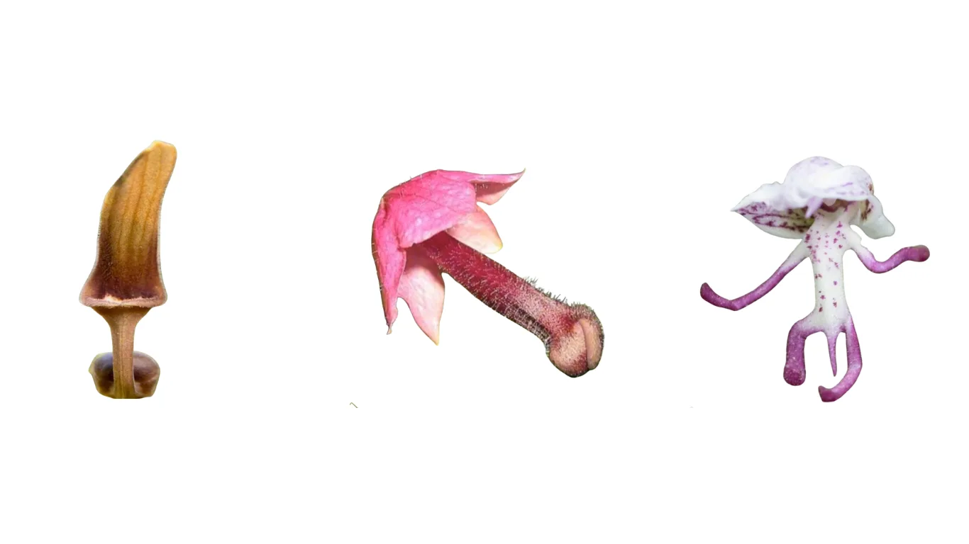 20 Plants That Look Weird: Nature’s Most Hilarious