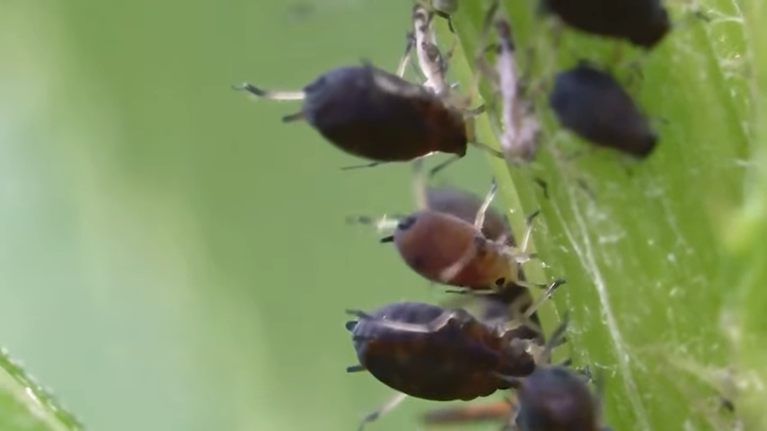 Companion Plants for Pest Control