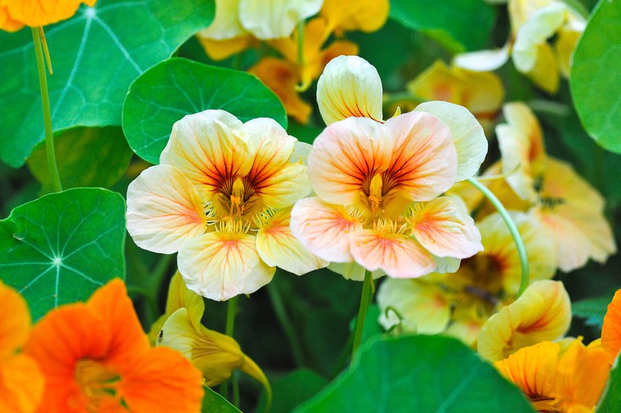 15 best garden defender plants wa03dz0h77 1