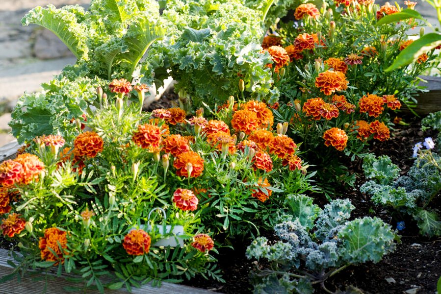 15 best garden defender plants wa03dz0h77