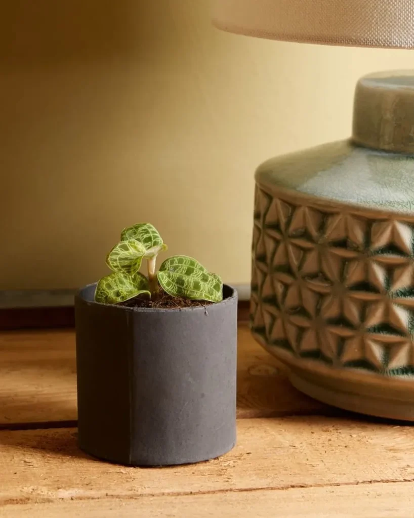 Baby Jewel Orchid