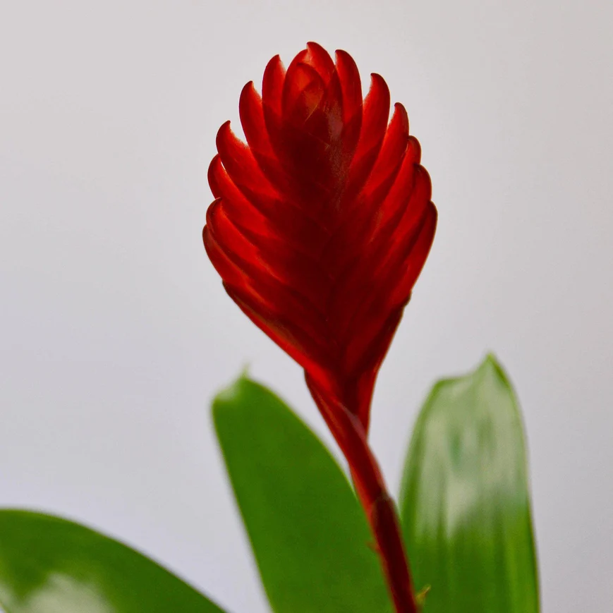 Bromeliad ‘Christiane