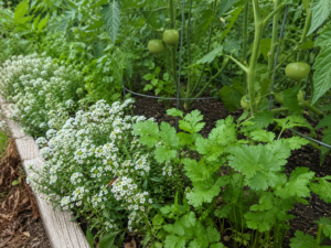 Best Companion Plants for Tomatoes