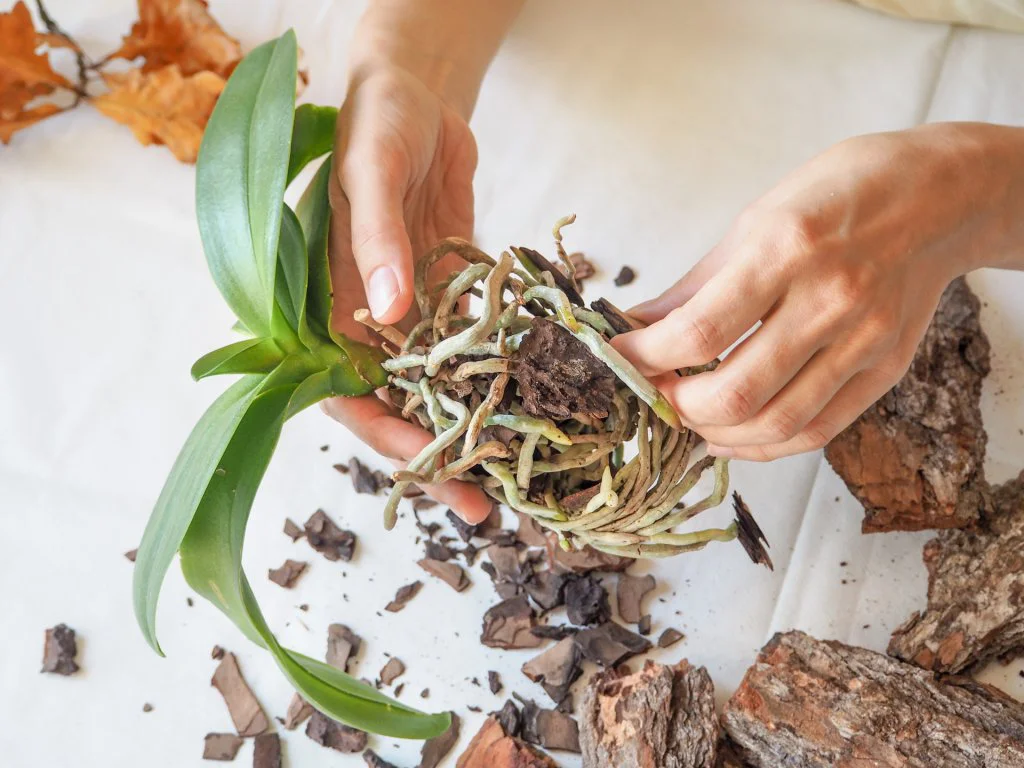 how to repot an orchid