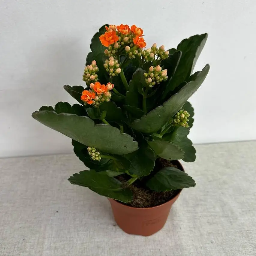 Kalanchoe: The Flowering Succulent