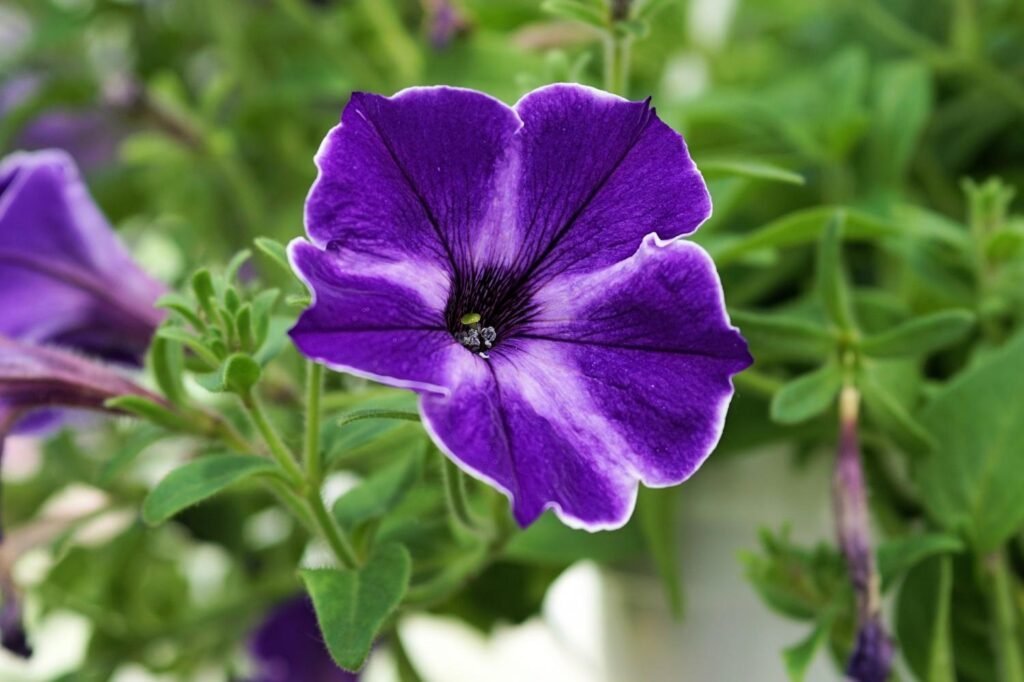 Petunia flowers