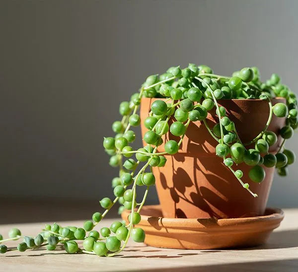 Plants for Small Pots