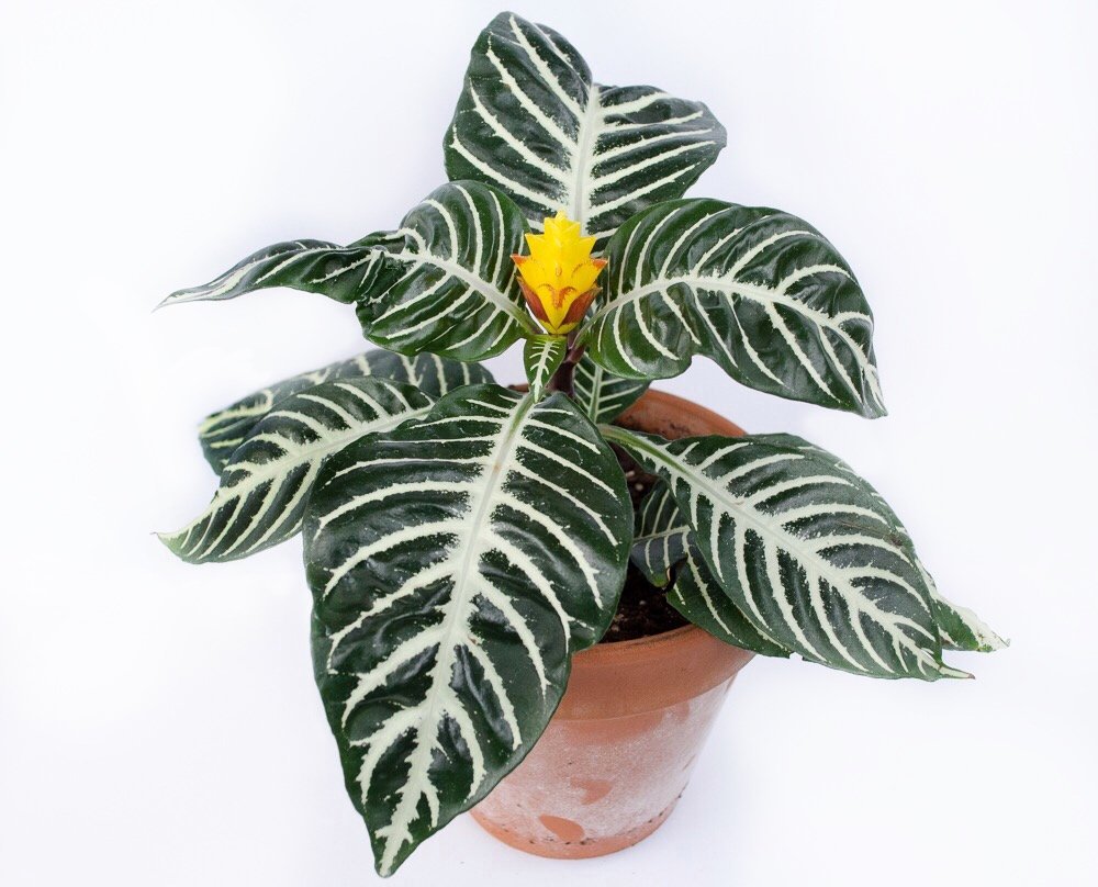 Zebra Plants